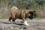 AKITA AMERICAIN 071